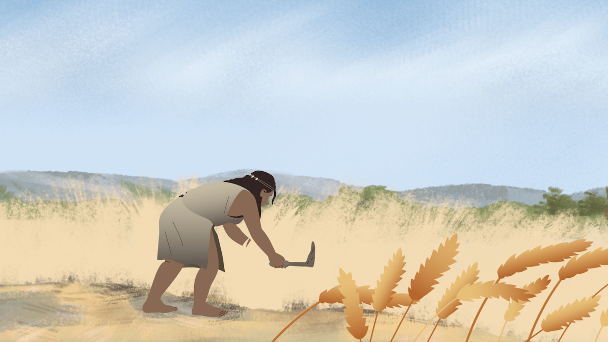 Illustration of a person harvesting golden wheat with a sickle in a sunlit field, surrounded by rolling hills and a bright blue sky.