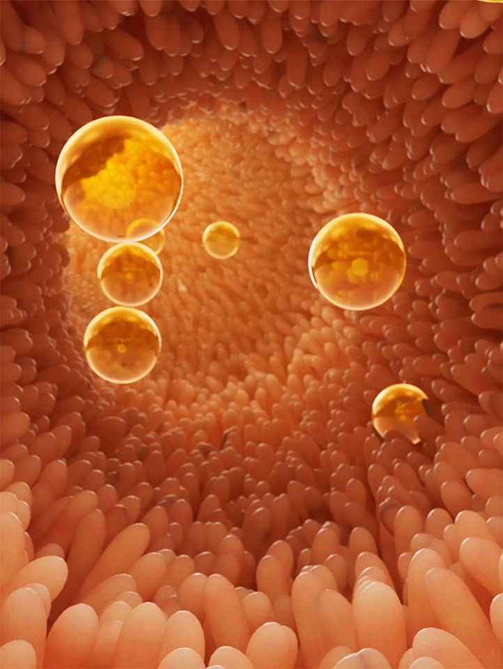 Scientific animation still – DAO Microcapsules moving through intestinal villi to target histamine breakdown