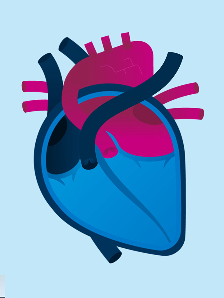 Medical explainer animation still – simplified anatomical heart illustration in blue and pink for Bupa Health
