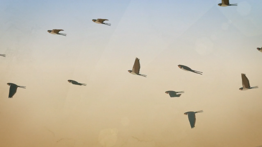 Illustration of a flock of birds flying across a softly lit sky at dawn or dusk, symbolizing migration and freedom in nature.