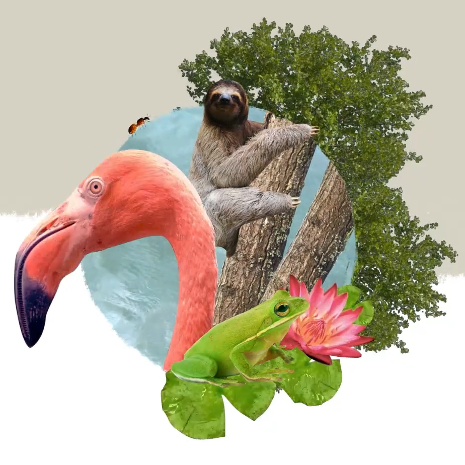 Collage of rainforest animals including a flamingo, sloth, frog, ant, and vibrant plants, symbolizing biodiversity and ecosystem variety in a lush natural environment.