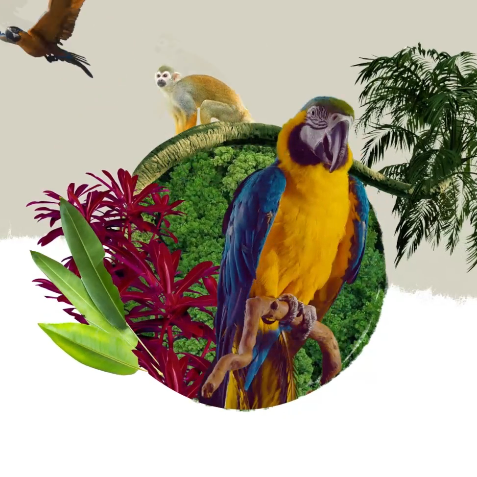 Illustration of a vibrant rainforest scene featuring a parrot, monkey, tropical plants, and a flying bird, highlighting the richness and variety of biodiversity in nature.