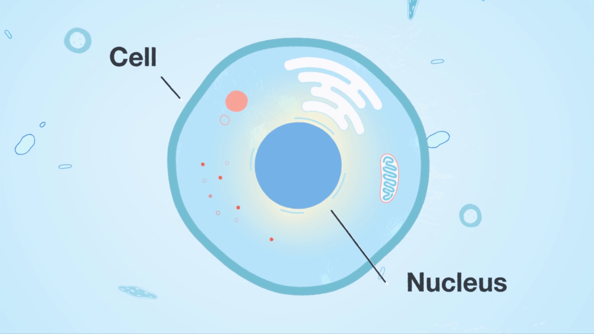 Illustration of a biological cell highlighting its structure, with labeled parts including the outer cell membrane and the central nucleus.