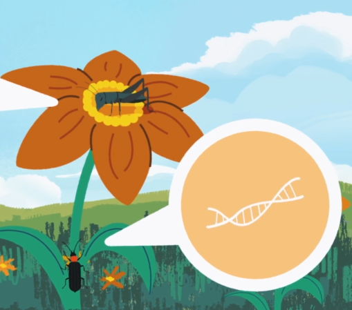 Illustration of insects on an orange flower, with a speech bubble showing a DNA strand, symbolizing genetic communication or RNA-based biocontrol in an agricultural ecosystem.