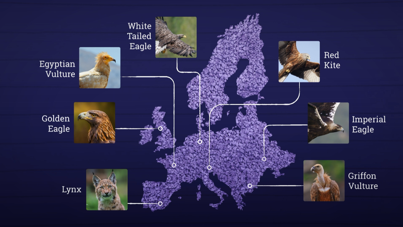 An illustration of a map of Europe covered in a textured purple surface, showing species affected by poisoning, including the Egyptian vulture, golden eagle, white-tailed eagle, red kite, imperial eagle,