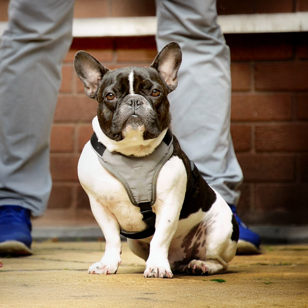 French bulldog wearing a gray harness sits alertly on pavement, with people standing behind it against a brick wall background.